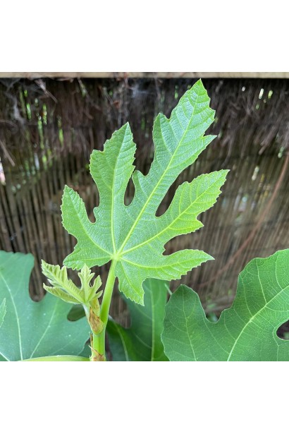 Інжир Далматський лист